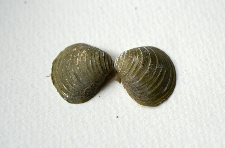 Corbicula fluminea  (Mller, 1774)