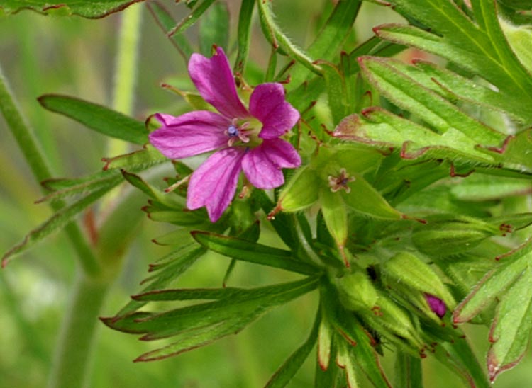 Geranium dissectum / Geranio sbrandellato