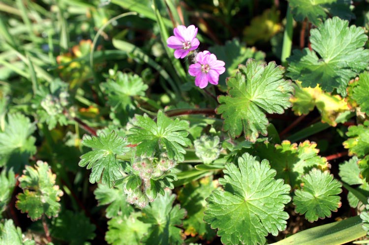 Geranium molle
