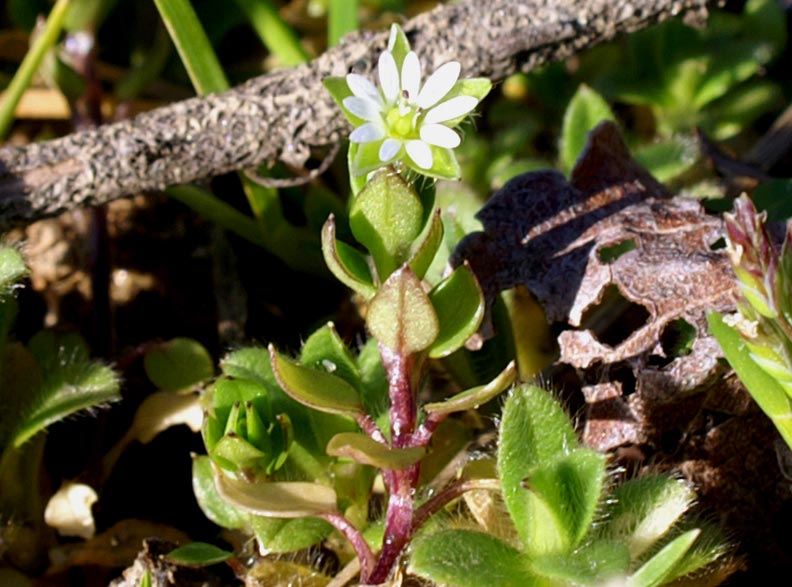 Stellaria media / Centocchio comune