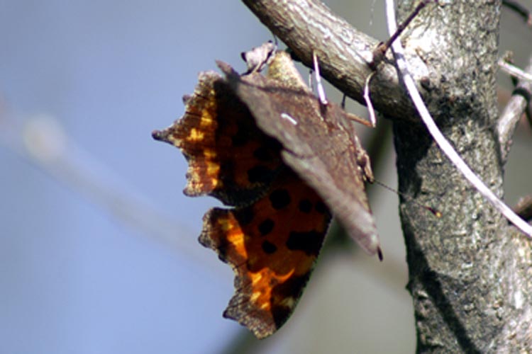 Polygonia c-album