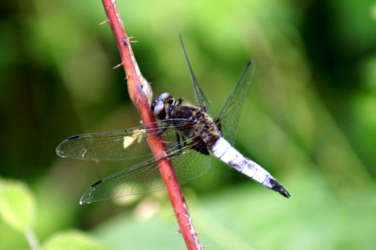 Libellula fulva