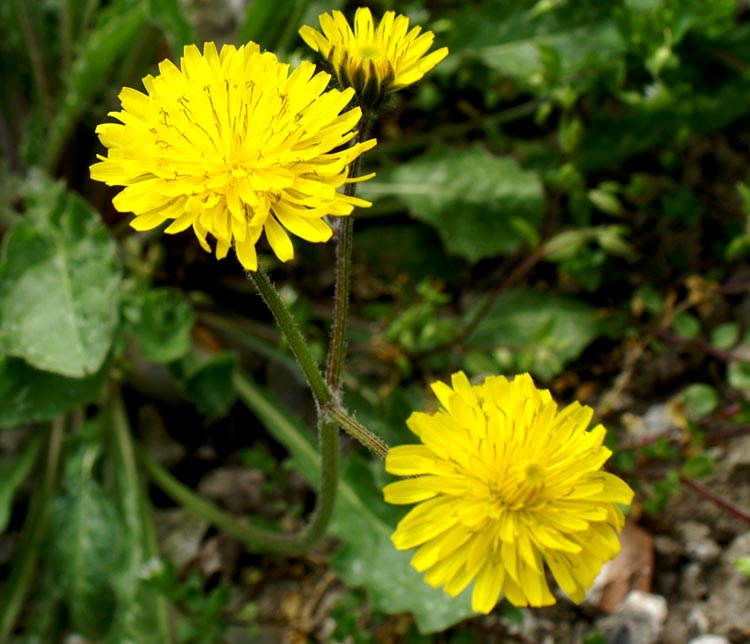 a proposito di composite - Crepis cfr. sancta