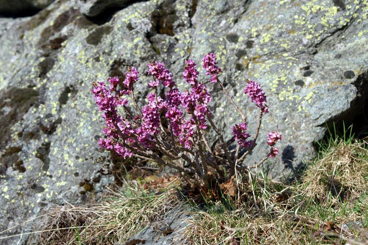 Daphne mezereum