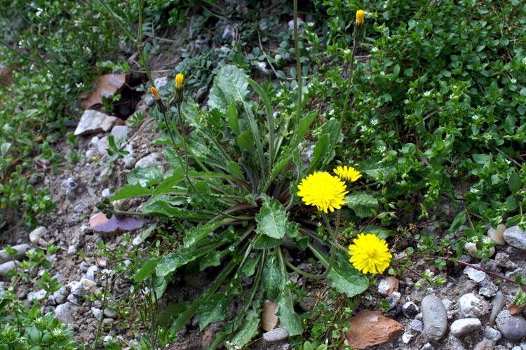 a proposito di composite - Crepis cfr. sancta