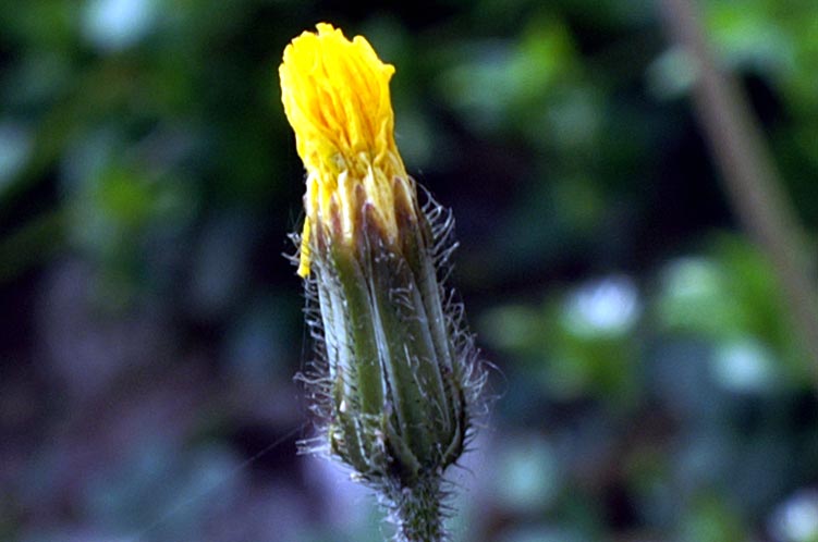 a proposito di composite - Crepis cfr. sancta