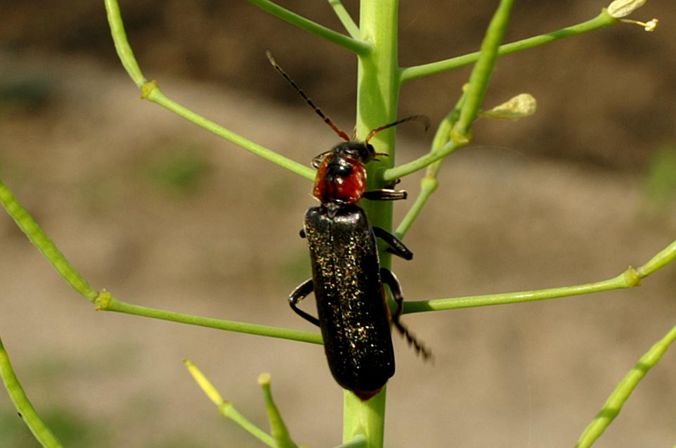 Cantharis fusca, Cantharidae