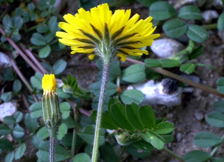a proposito di composite - Crepis cfr. sancta