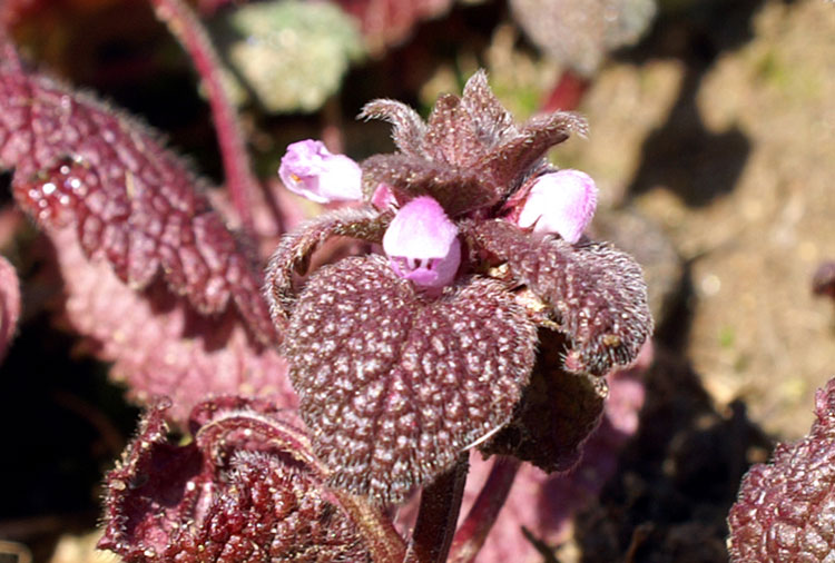 Lamium purpureum