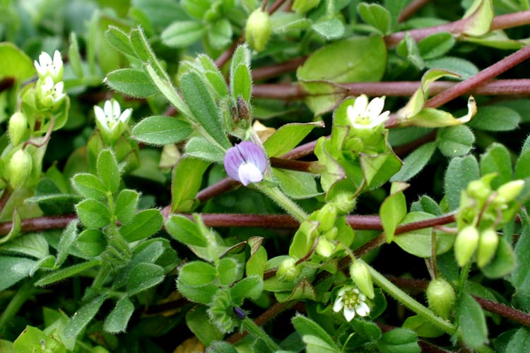 Vicia lathyroides