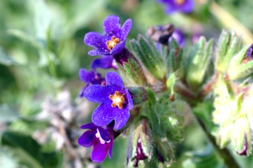 Anchusa azurea (=italica) / Buglossa azzurra
