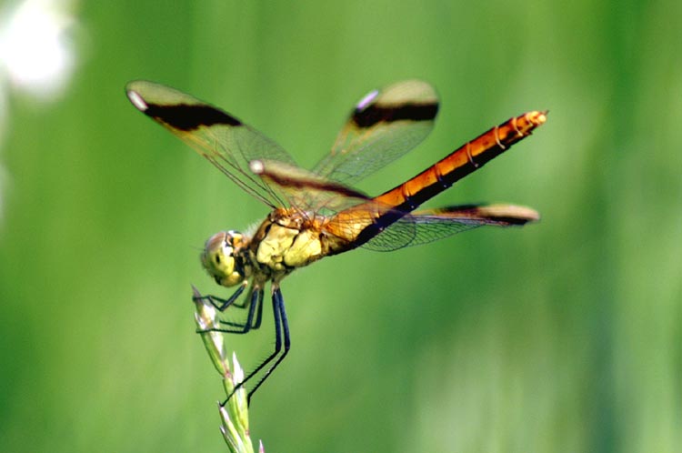 Sympetrum pedemontanum (Odonata, Libellulidae)