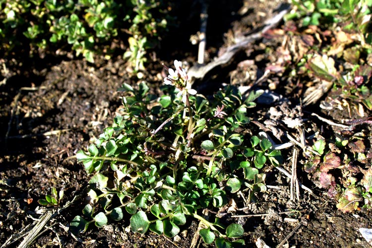 Cardamine hirsuta / Billeri primaticcio