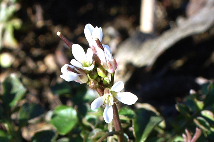 Cardamine hirsuta / Billeri primaticcio