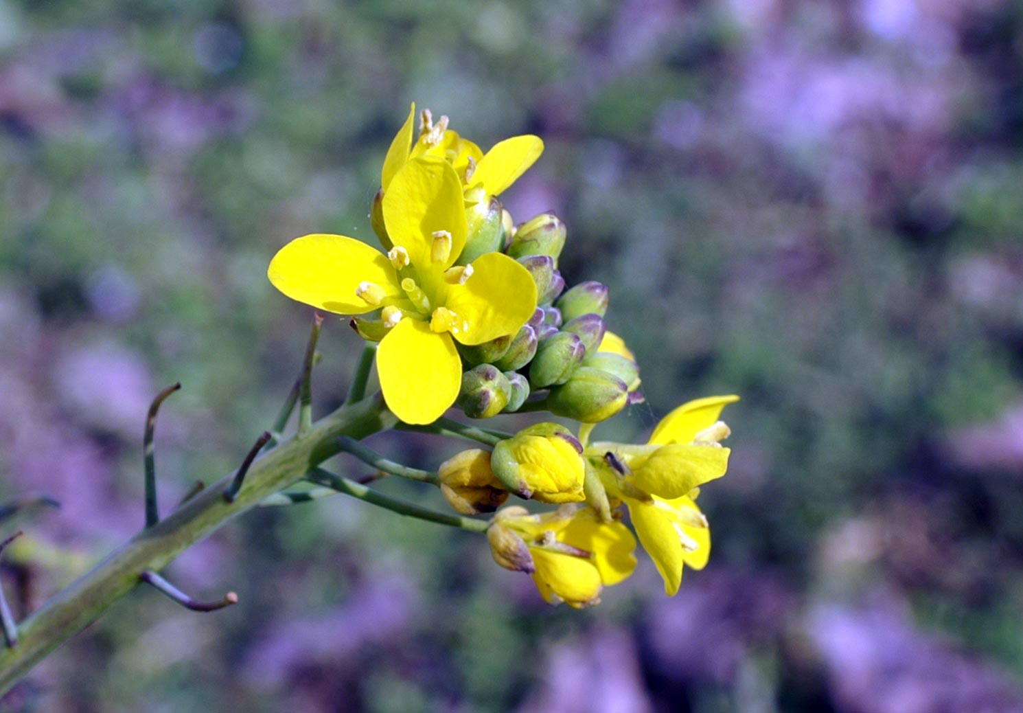 Crucifera - Brassica cfr. rapa.