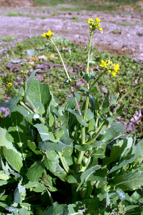 Crucifera - Brassica cfr. rapa.