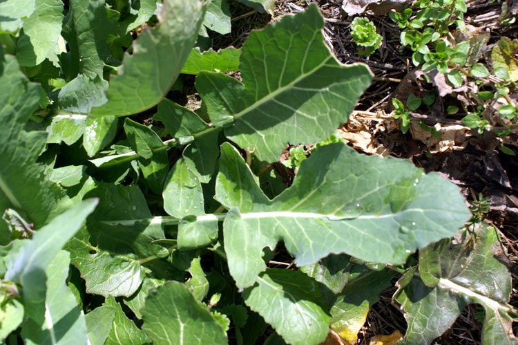 Crucifera - Brassica cfr. rapa.