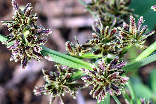 Cyperus fuscus / Zigolo nero