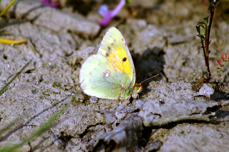 Colias crocea