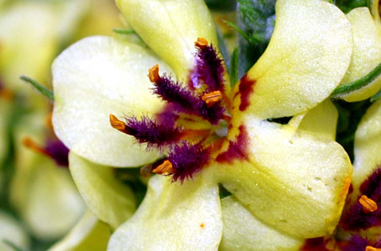 Agrimonia? NO Verbascum