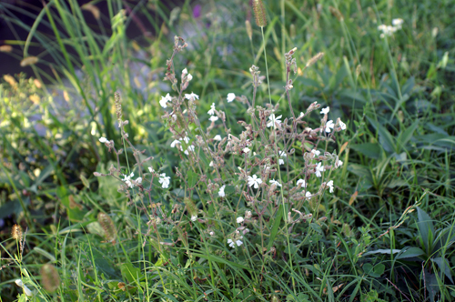 Silene latifolia (=Silene alba) / Silene bianca