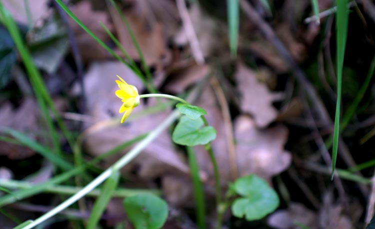 Ranunculus ficaria / Favagello