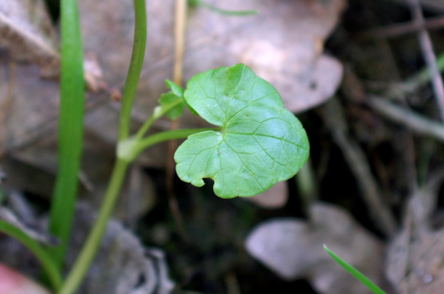 Ranunculus ficaria / Favagello