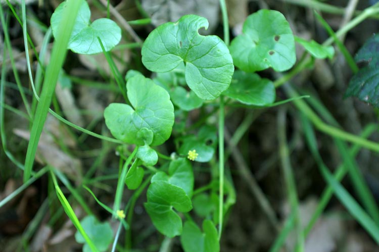 Ranunculus ficaria / Favagello