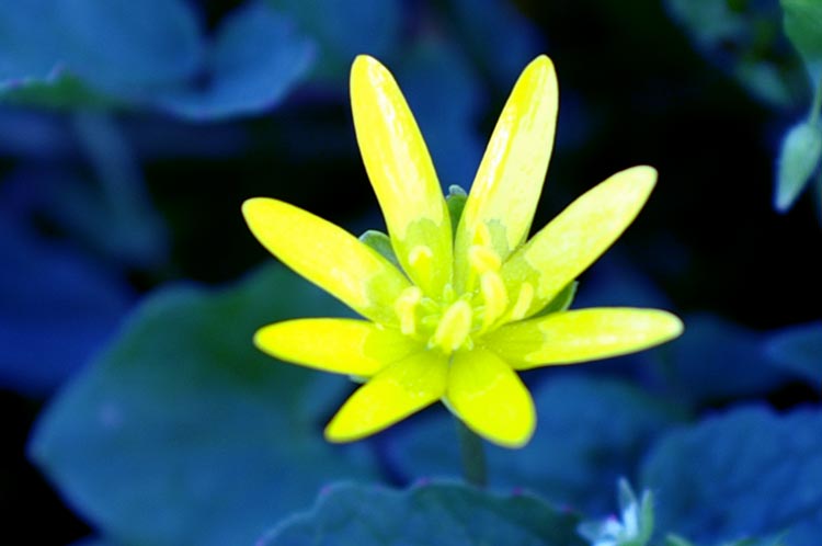 Ranunculus ficaria / Favagello