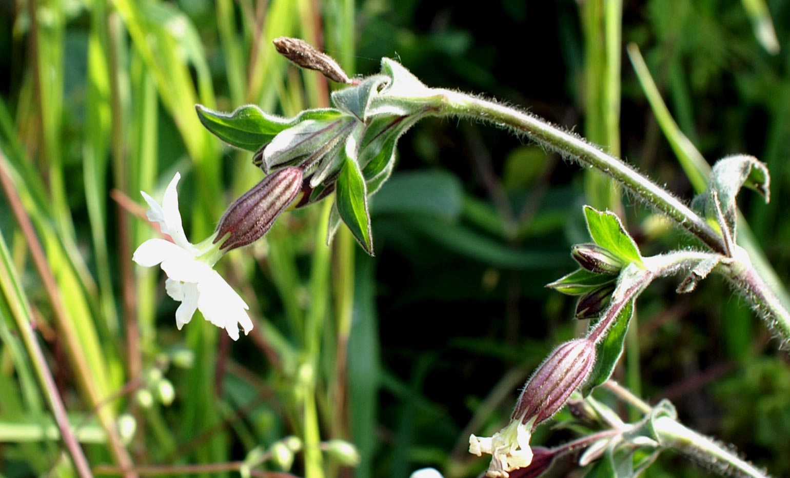 Silene latifolia (=Silene alba) / Silene bianca