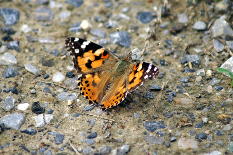 Vanessa cardui