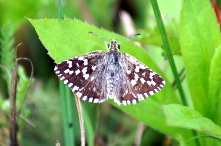 E'' un parente degli Ochlodes? Pyrgus cfr. malvoides