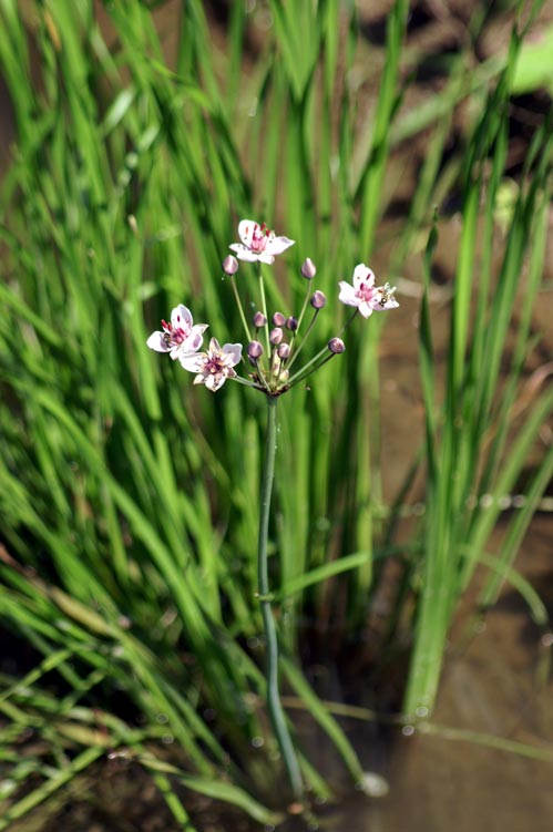 Butomus umbellatus / Giunco fiorito