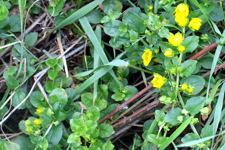 Lysimachia nummularia / Mazza d''oro minore