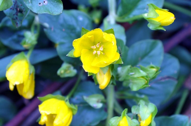 Lysimachia nummularia / Mazza d''oro minore