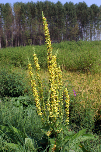 Agrimonia? NO Verbascum