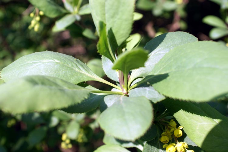 Berberis vulgaris