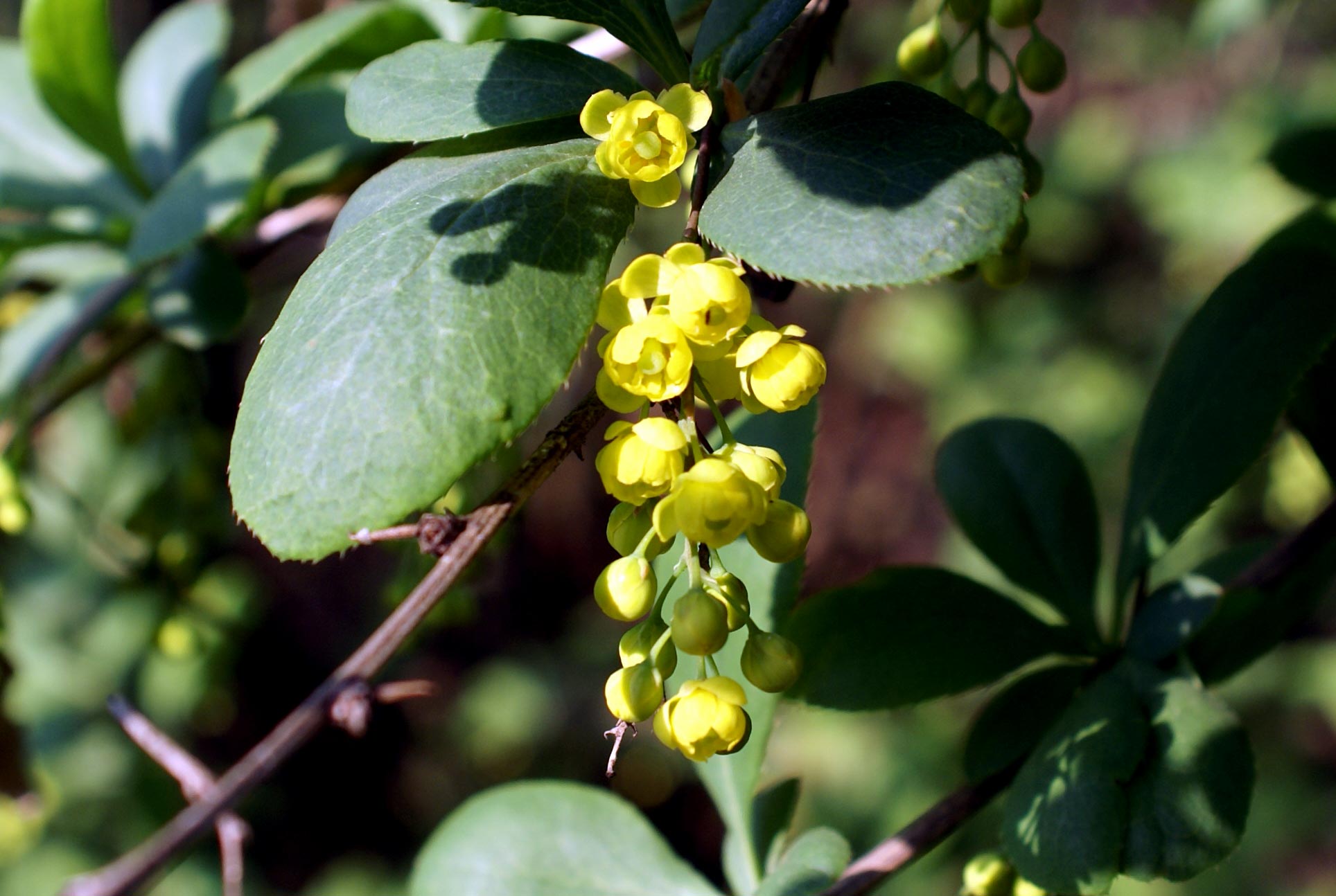 Berberis vulgaris