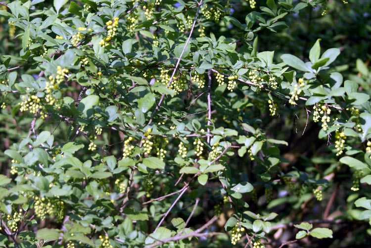 Berberis vulgaris