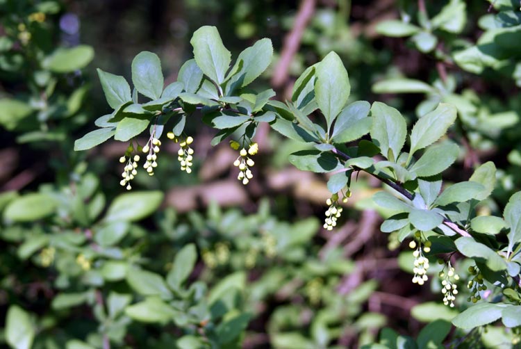 Berberis vulgaris