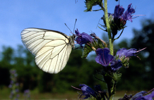 Kanetisa circe, Aporia crataegi, Heteropterus morpheus