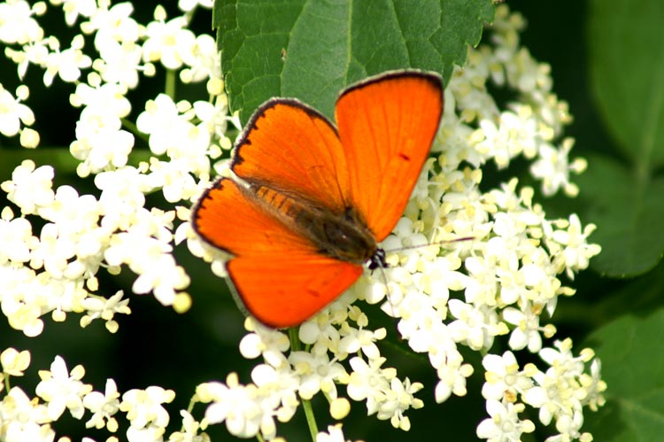 Lycaena dispar