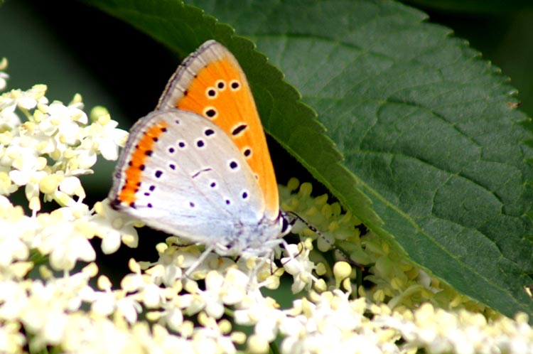 Lycaena dispar