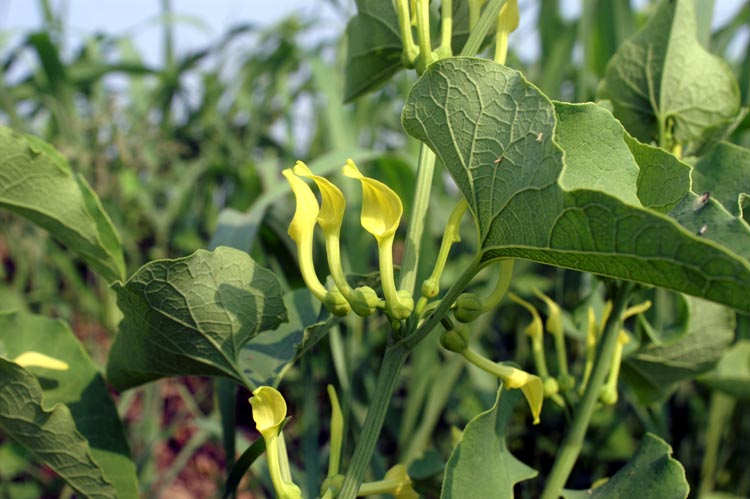 Aristolochia clematitis / Aristolochia clematite