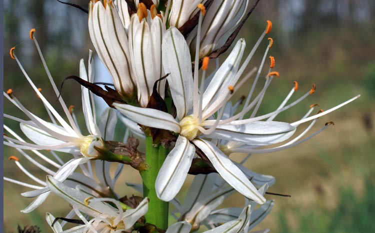 Asphodelus albus / Asfodelo