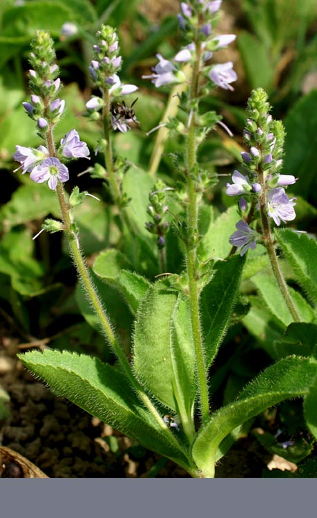 Veronica officinalis / Veronica officinale