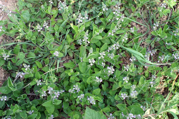 Veronica officinalis / Veronica officinale