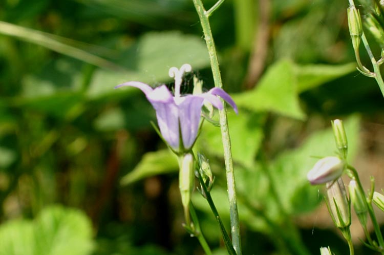 Campanula rapunculus / Raperonzolo