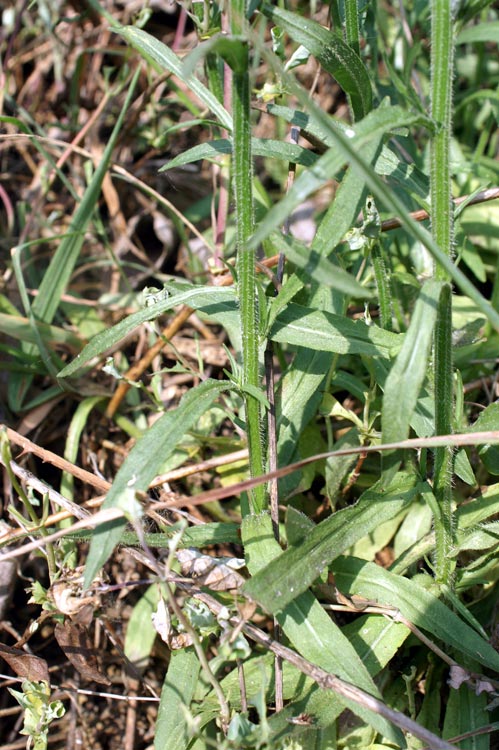 Campanula rapunculus / Raperonzolo