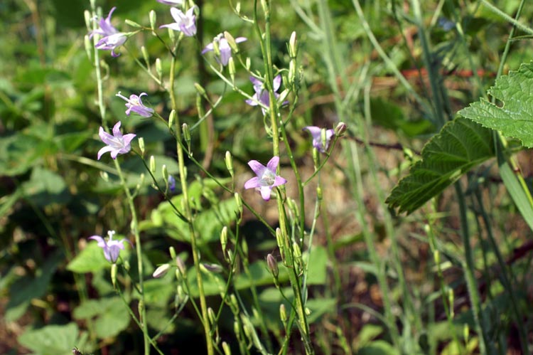 Campanula rapunculus / Raperonzolo